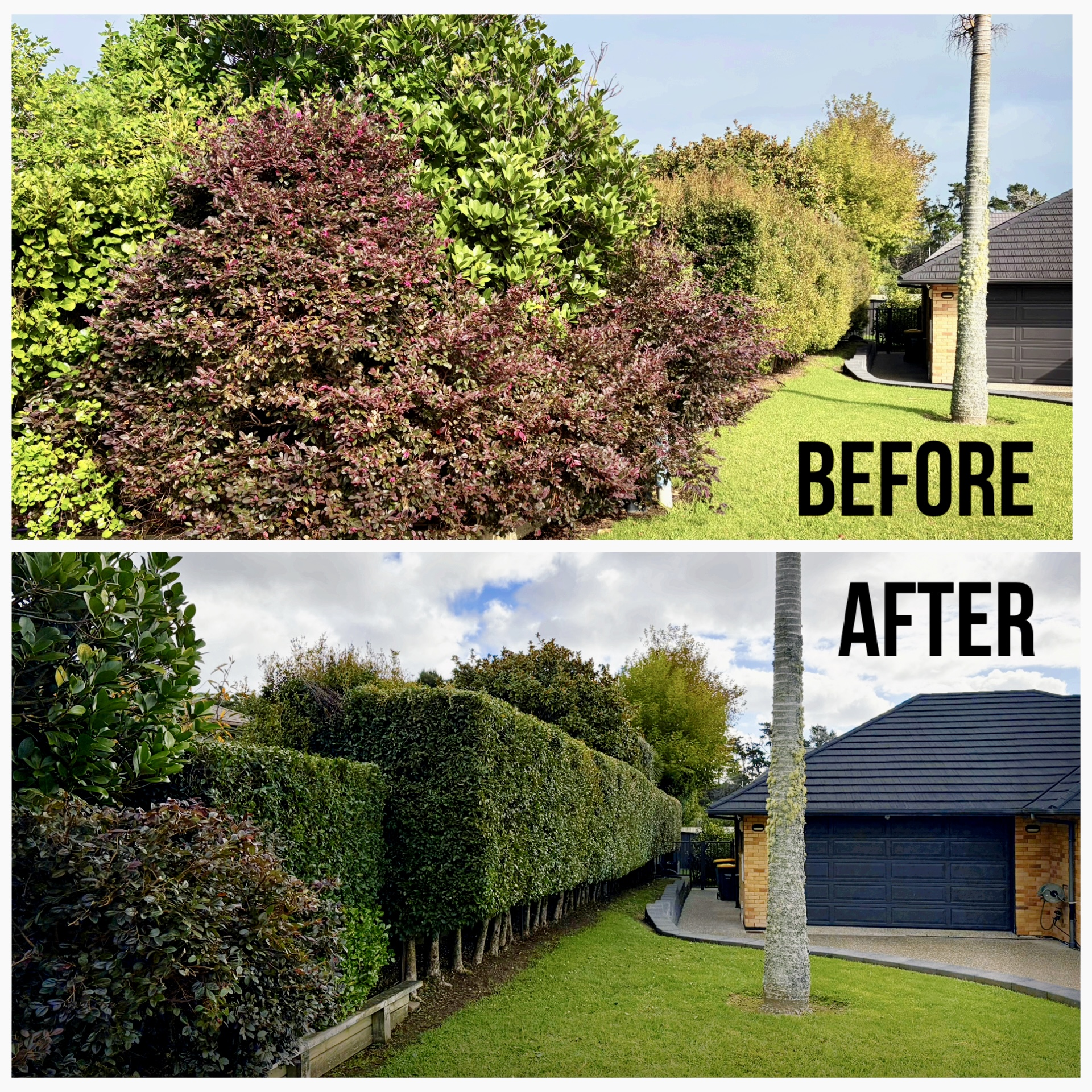 Photo-ready front garden of an Auckland property prepared for listing photography