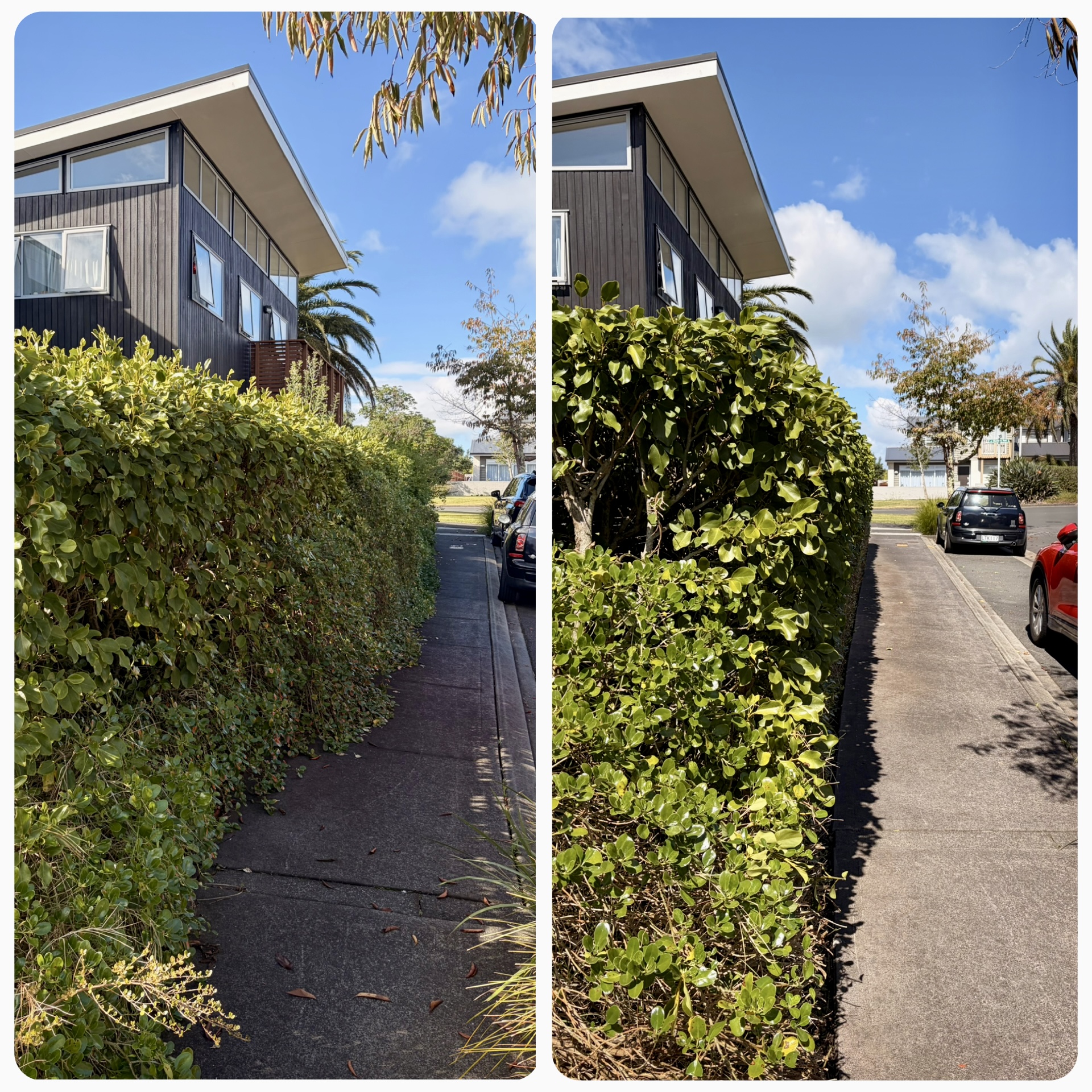 Before and after of a heavily overgrown hedge reduction in Auckland