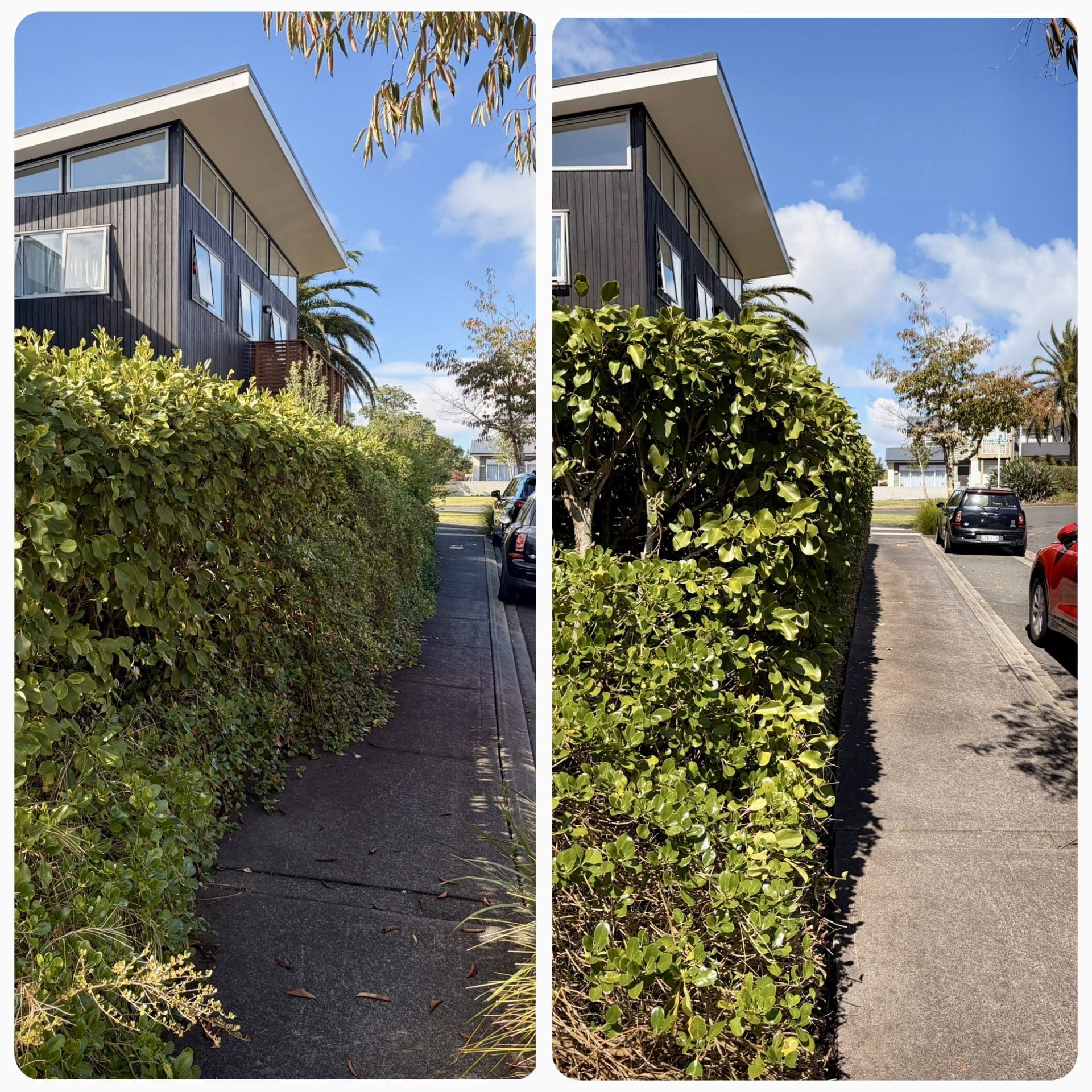 Hedge Maintenance – Greenhithe