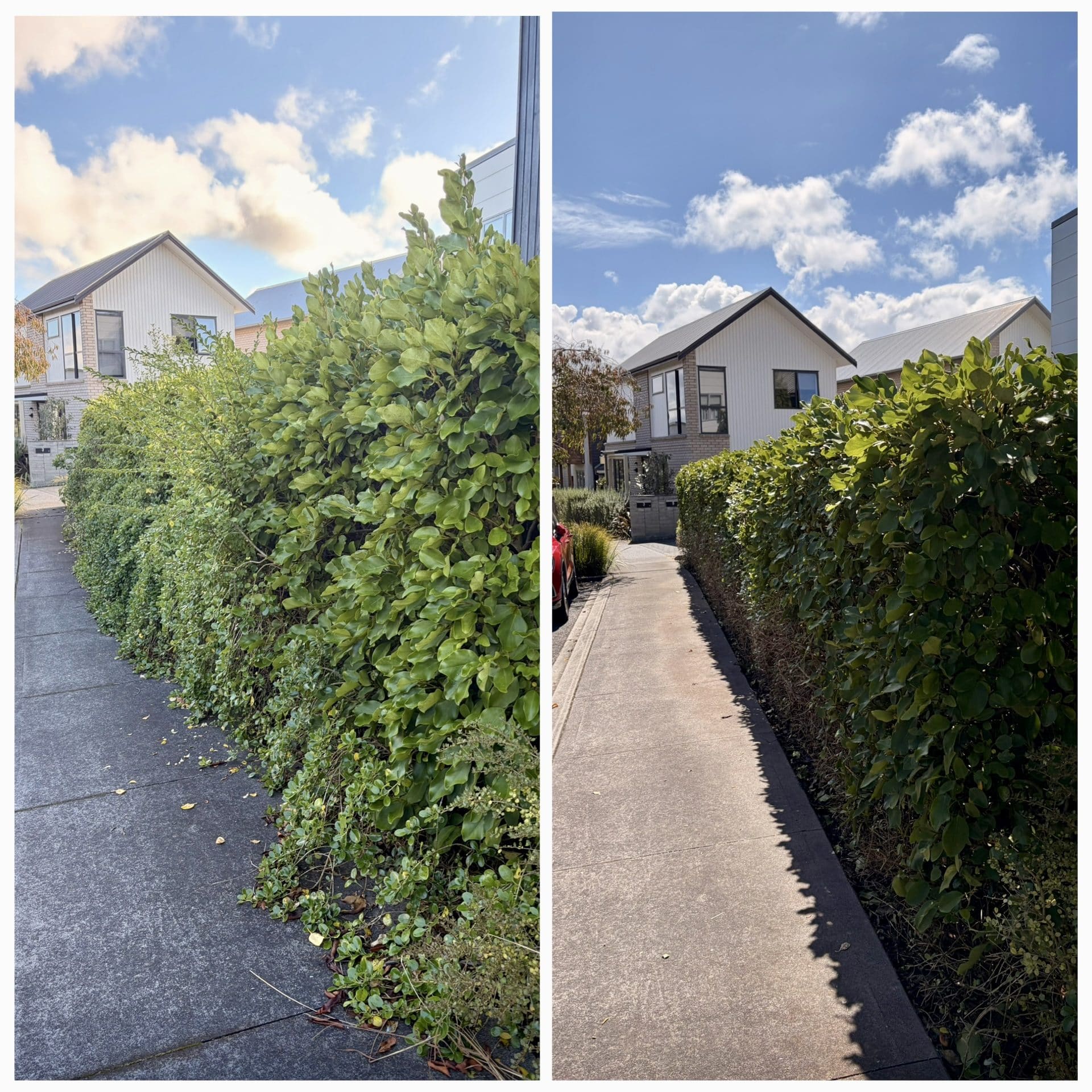 Before and after hedge restoration on an Auckland property