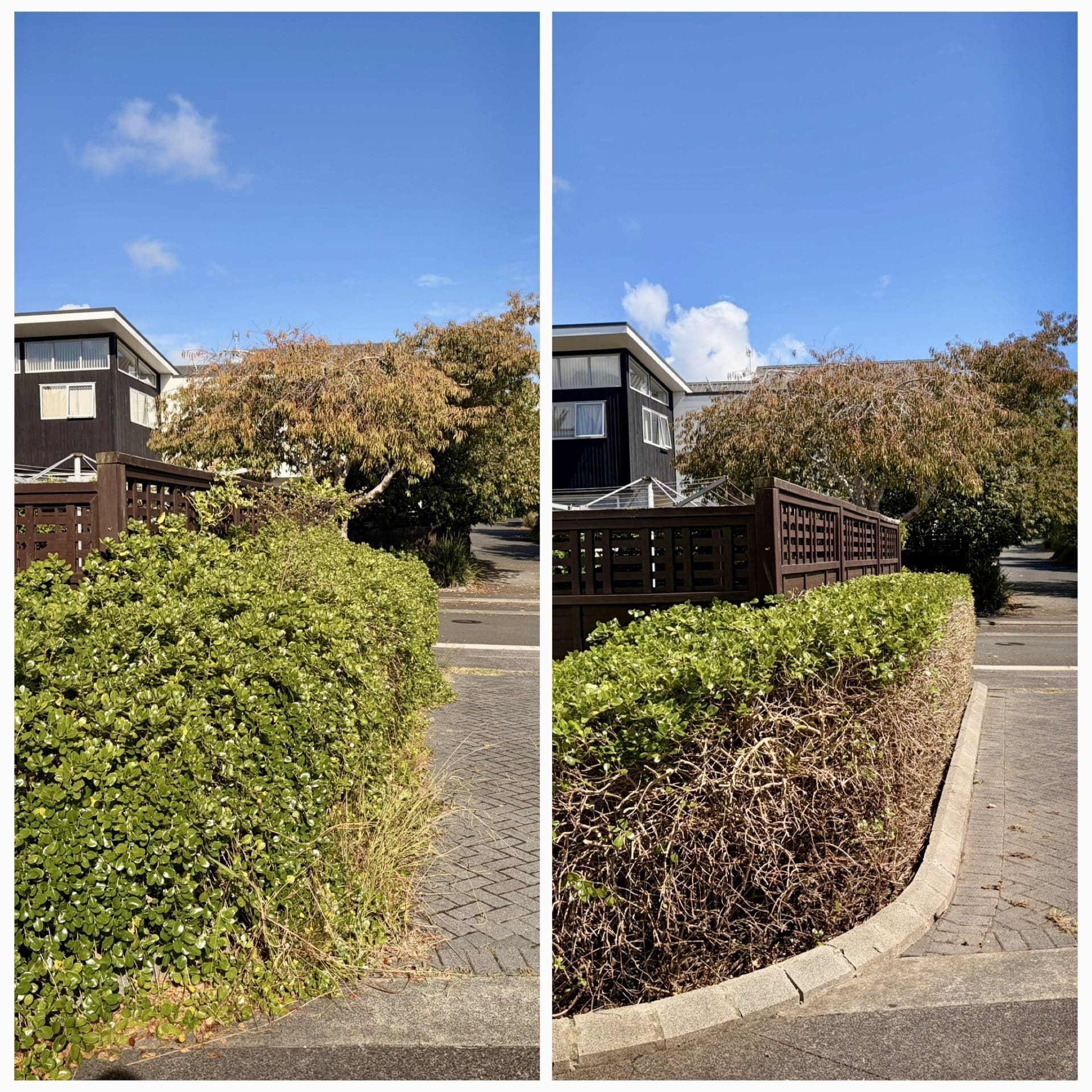 Hedge Trim – West Auckland