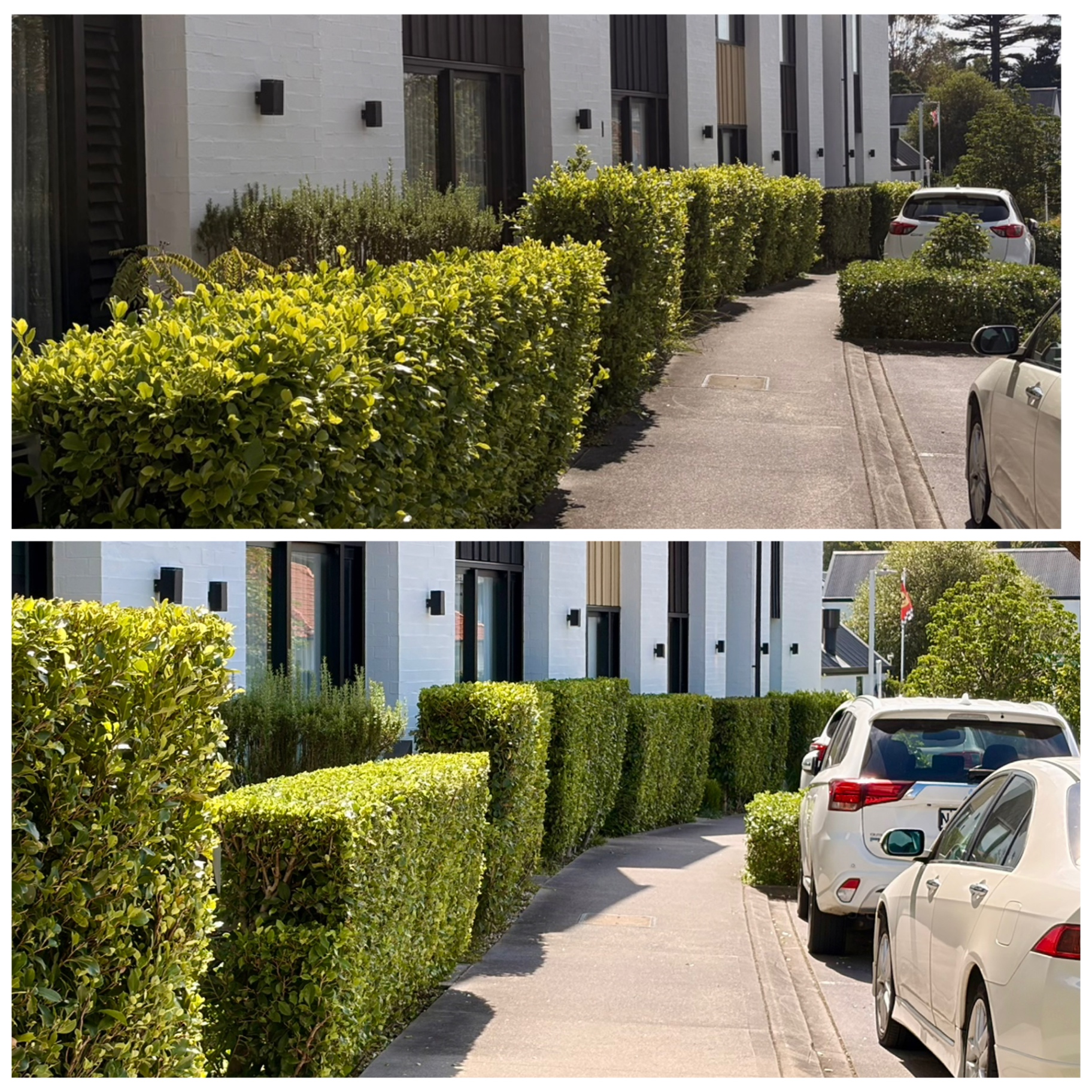 Driveway Hedge Trim – Hobsonville Point